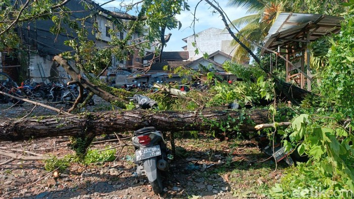 Belasan motor warga tertimpa pohon saat parkir di Jalan Abdul Manaf Lubis, Kota Medan. (Goklas Wisely/detikSumut).