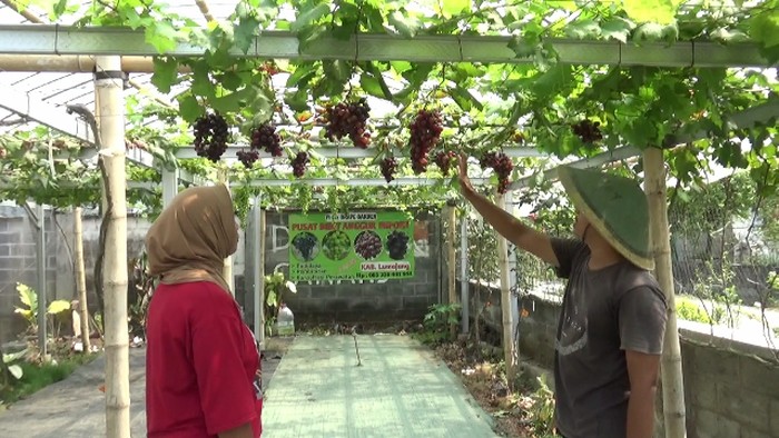 budidayakan berbagai jenis buah anggur import di pekarangan rumahnya.