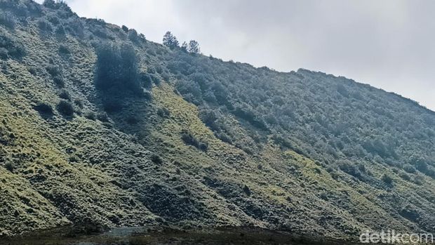 Bukit Teletubbies Gunung Bromo yang kembali hijau memulihkan kunjungan wisata dan ekonomi warga.