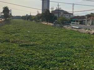 Waka DPRD Surabaya Soroti Eceng Gondok Tutupi Sungai & Hambat Saluran Air