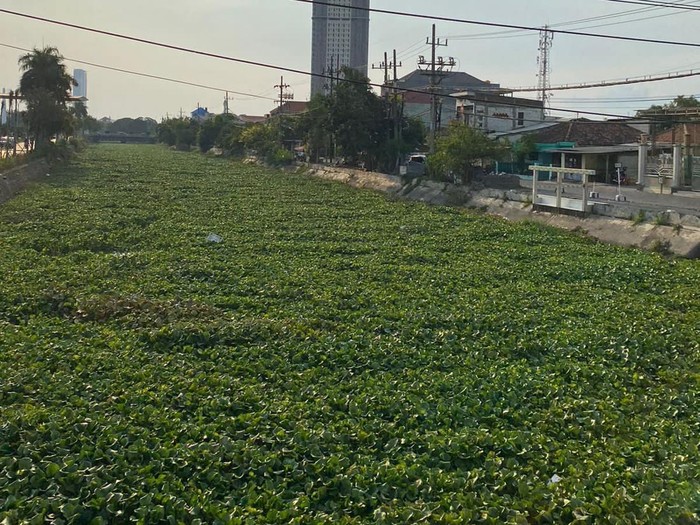 Eceng Gondok di Surabaya