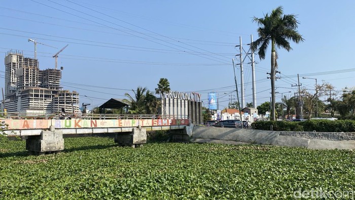 Eceng Gondok memenuhi sungai di Kelurahan Kalisari hingga warga diserbu nyamuk.