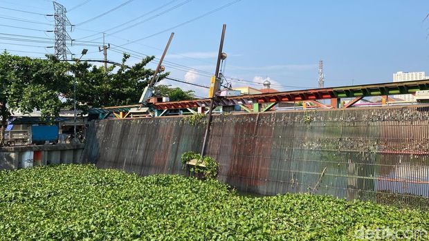 Eceng Gondok memenuhi sungai di Kelurahan Kalisari hingga warga diserbu nyamuk.