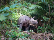 Badak Jawa Kondisinya Seperti Ini, Jumlahnya Tak Sampai 100