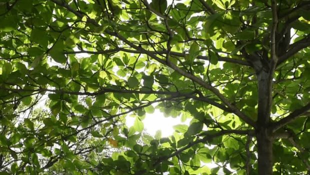 Jenis pohon yang bikin rumah jadi teduh/via lindungi hutan
