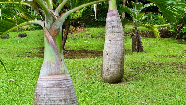 Jenis pohon yang bikin rumah jadi teduh/via lindungi hutan