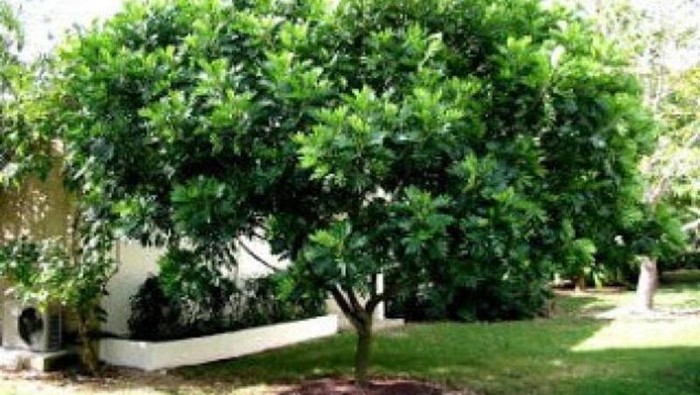 Jenis pohon yang bikin rumah jadi teduh/via lindungi hutan