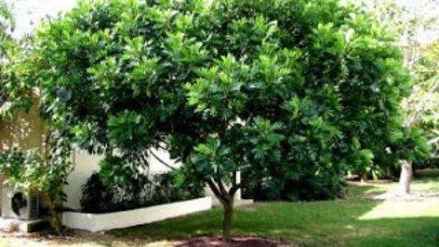Jenis pohon yang bikin rumah jadi teduh/via lindungi hutan