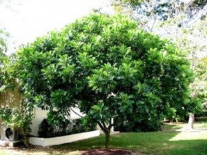 10 Pohon yang Bikin Rumah Jadi Teduh, Yuk Tanam!
