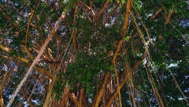 Jenis pohon yang bikin rumah jadi teduh/via lindungi hutan
