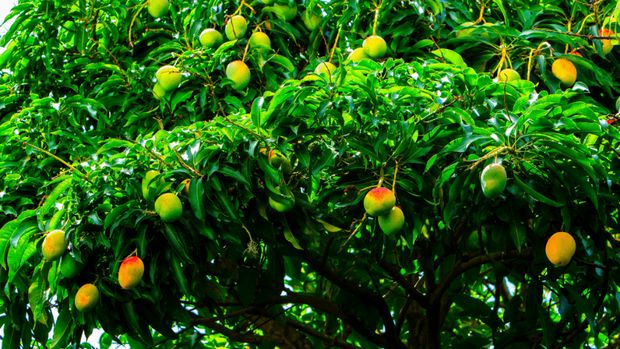 Jenis pohon yang bikin rumah jadi teduh/via lindungi hutan