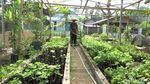 Manisnya Cuan Hasil Budidaya Anggur