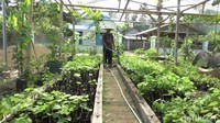 Dengan menggunakan 2 buah green house berukuran 400 meter persegi.