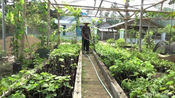 Meraup Cuan Hasil Budidaya Anggur Meraup Cuan Hasil Budidaya Anggur