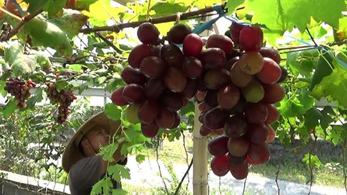 Meraup Cuan Hasil Budidaya Anggur Meraup Cuan Hasil Budidaya Anggur