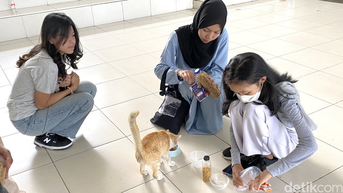 Peserta volunteer Street Feeding Bareng Relawan Gesit Bandung di ITB Kampus Jatinangor memberi makanan pada kucing, Minggu (22/10/2023).