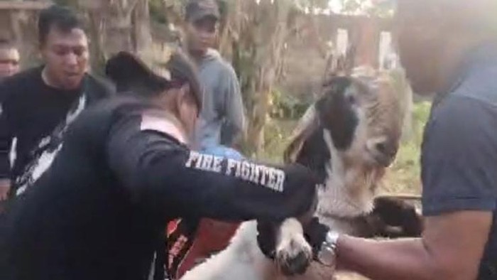 Proses evakuasi kambing yang masuk ke dalam sumur hingga salah satu penolong nyaris kehabisan napas.