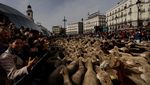 Ratusan Domba Menyemut di Alun-alun Madrid