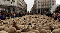 Diketahui jalanan kota Madrid dahulu merupakan rute wajib penggembala kuno menuju padang rumput.