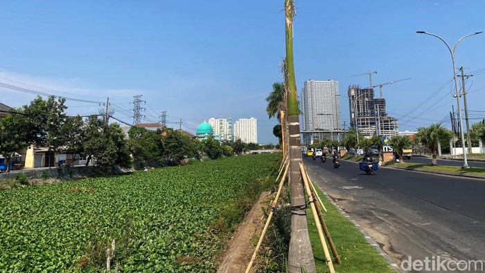 Sungai Kalidami Penuh Enceng Gondok Sungai Kalidami Penuh Enceng Gondok