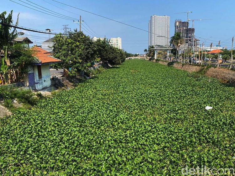 Sungai Kalisari Damen Menghijau Dipenuhi Hamparan Eceng Gondok