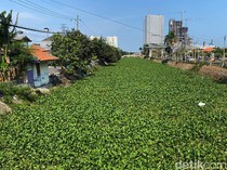 Sungai Kalisari Damen Menghijau Dipenuhi Hamparan Eceng Gondok