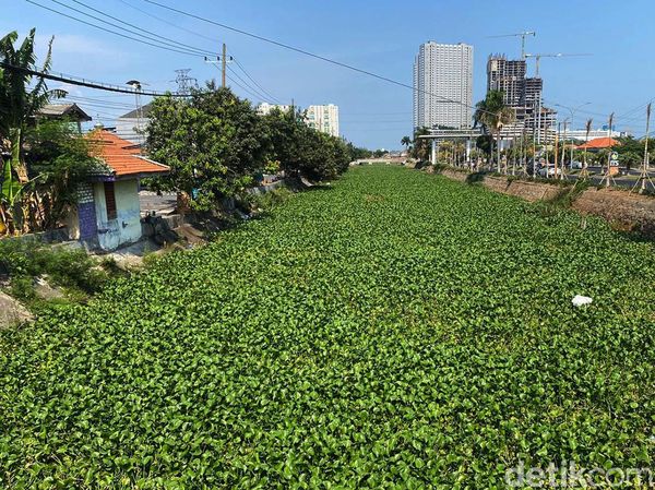 Sungai Kalisari Damen Menghijau Dipenuhi Hamparan Eceng Gondok