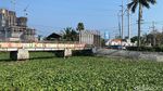 Sungai Kalisari Damen Menghijau Dipenuhi Hamparan Eceng Gondok