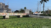 Dari pantaun detikJatim, tanaman eceng gondok menghijau sepanjang lebih 200 meter.