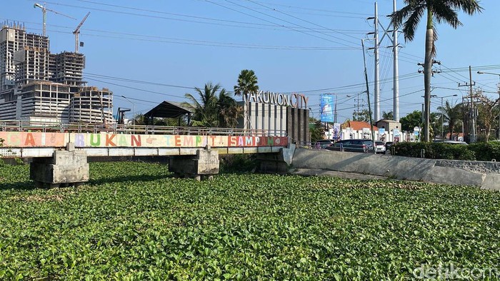 Sungai Kalidami Penuh Enceng Gondok