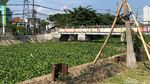 Sungai Kalisari Damen Menghijau Dipenuhi Hamparan Eceng Gondok