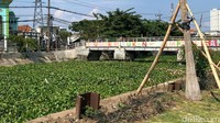 Tinggi tanaman eceng gondok ini hampir separuh dinding sungai Kalidami.