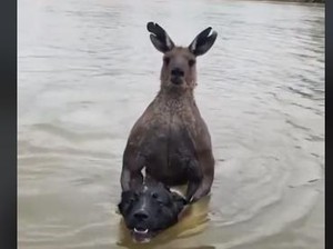 Video Viral Pria Australia Selamatkan Anjingnya dari Kanguru Berotot