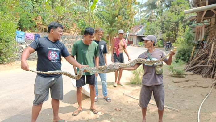 Warga saat menangkap ular sanca kembang di Dusun Menguri, Kalurahan Hargotirto, Kapanewon Kokap, Kabupaten Kulon Progo, DIY, Senin (23/10/2023).