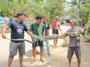 Heboh Ular Sanca Kembang 2,5 Meter Mangsa Ternak di Kokap Kulon Progo