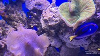 Ikan badut dan ikan blue tang di antara terumbu karang di Jakarta Aquarium Safari.
