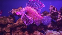 Ikan singa merah berenang sendirian di Jakarta Aquarium Safari.