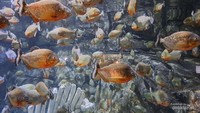 Sekumpulan ikan iranha yang menunggu mangsa di Jakarta Aquarium Safari.