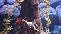 Naga laut berwarna kuning di Jakarta Aquarium Safari.
