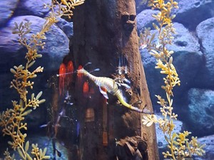 Bersafari ke Akuarium Terbesar Jakarta