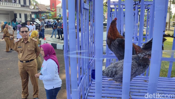 Ayam Sentul merupakan hewan endemik khas Ciamis.