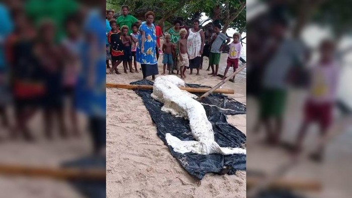 Bangkai diduga ikan duyung