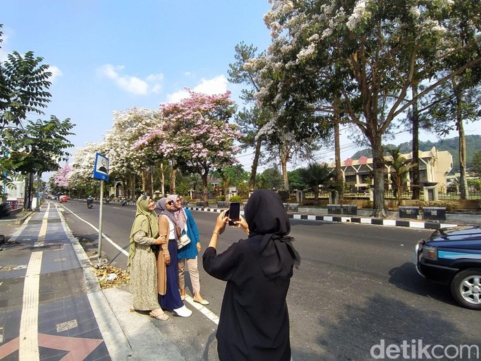 Bunga tabebuya di depan Kantor Wali Kota Magelang, Jalan Jenderal Sarwo Edhie Wibowo, bermekaran, Selasa (24/10/2023).