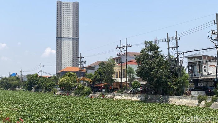 Eceng gondok yang memenuhi Sungai kawasan Mulyorejo dibersihkan dengan alat berat.