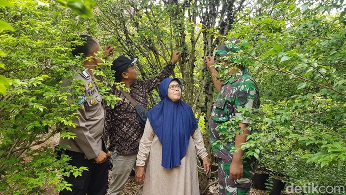 Juju Juarnah (78) saat berada di kebung anggurnya.