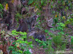 Kawanan Monyet Turun Gunung Serbu Padi dan Pisang Milik Warga Lumajang
