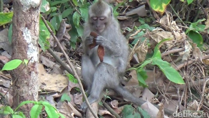Kawanan Monyet di Lumayang Turun Gunung Kawanan Monyet di Lumayang Turun Gunung