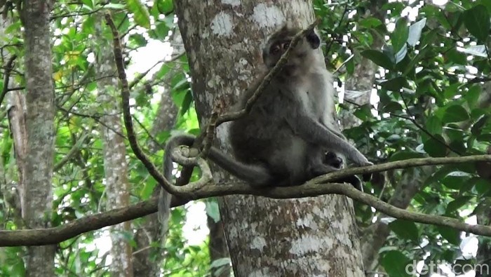 Kawanan Monyet di Lumayang Turun Gunung