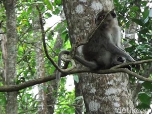 Pilu Warga Ngawen Gunungkidul Berpacu dengan Kawanan Monyet