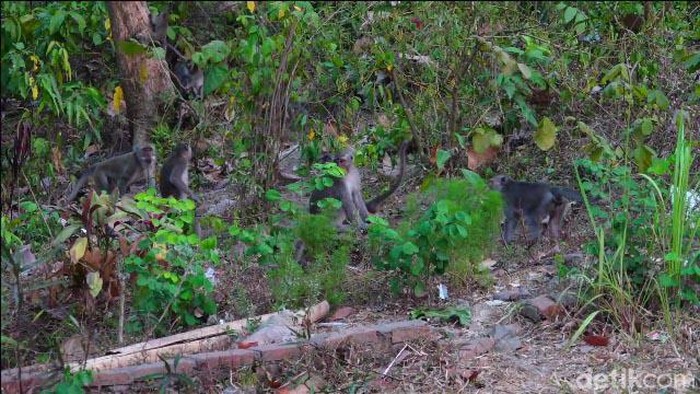 Kawanan Monyet di Lumayang Turun Gunung Kawanan Monyet di Lumayang Turun Gunung